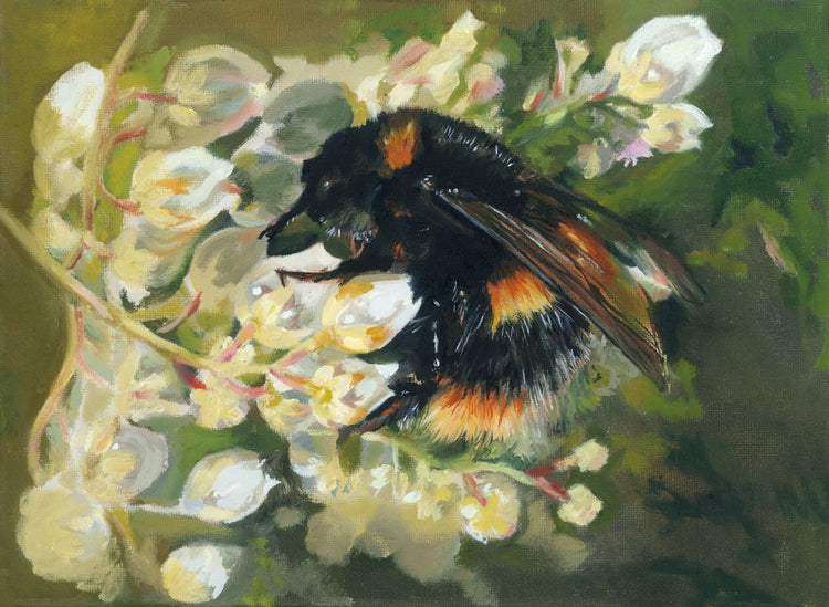 Bee on Honeysuckle