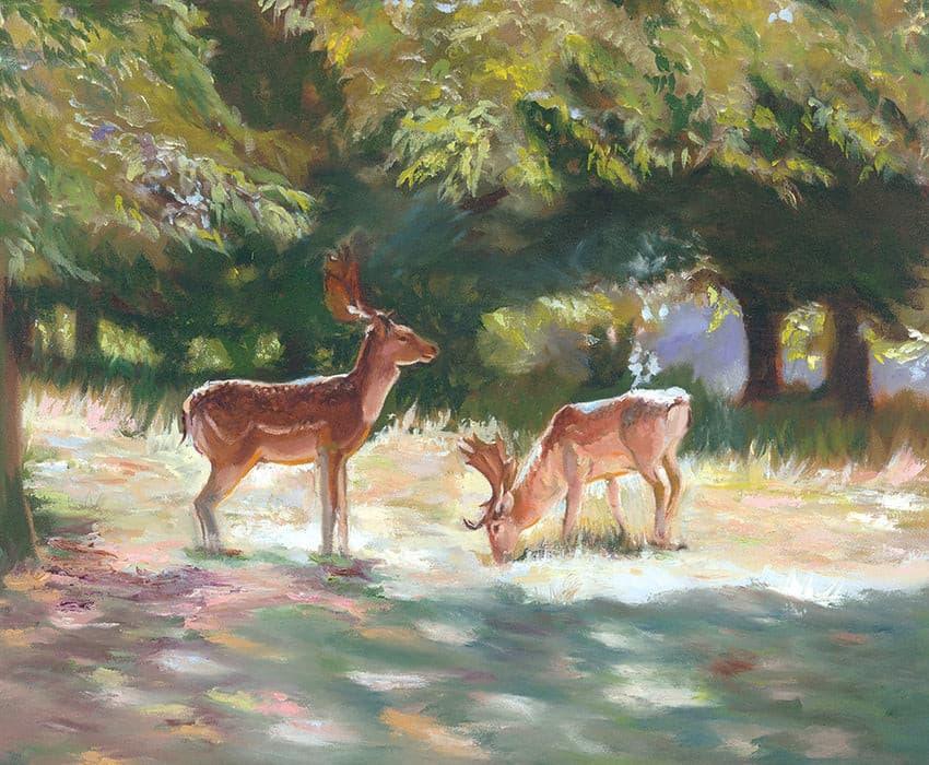 Deer in Sunlight - Charlecote Park - lorrainefield