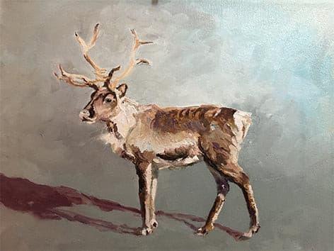 Reindeer - The Scillies - lorrainefield